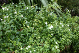 Vinca difformis RCP2-2013 32 previously Vinca obtusiflora.JPG